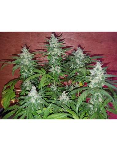 DINAFEM - OG Kush Auto CBD - 3