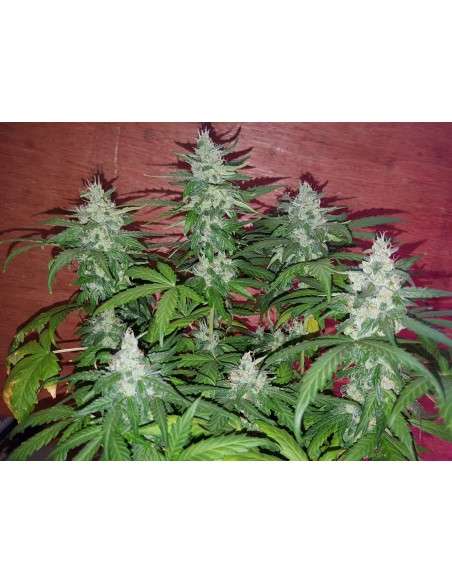 DINAFEM - OG Kush Auto CBD - 3