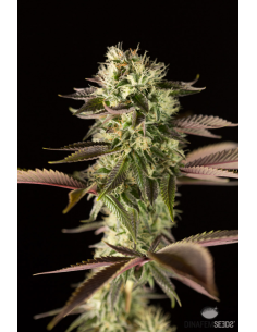 DINAFEM - Remo Chemo - 1