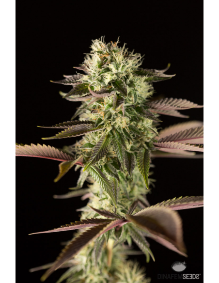DINAFEM - Remo Chemo - 1
