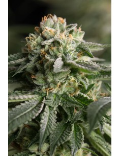 DINAFEM - Remo Chemo - 1 2