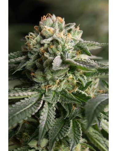 DINAFEM - Remo Chemo - 2