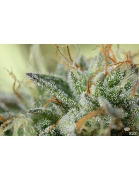 DINAFEM - Remo Chemo - 3