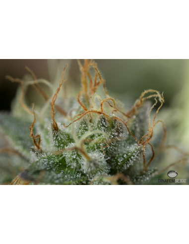DINAFEM - Remo Chemo - 4