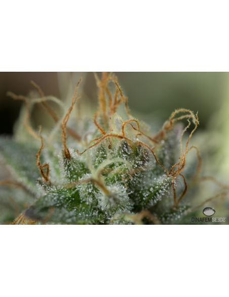 DINAFEM - Remo Chemo - 4
