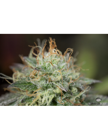 DINAFEM - Remo Chemo - 5