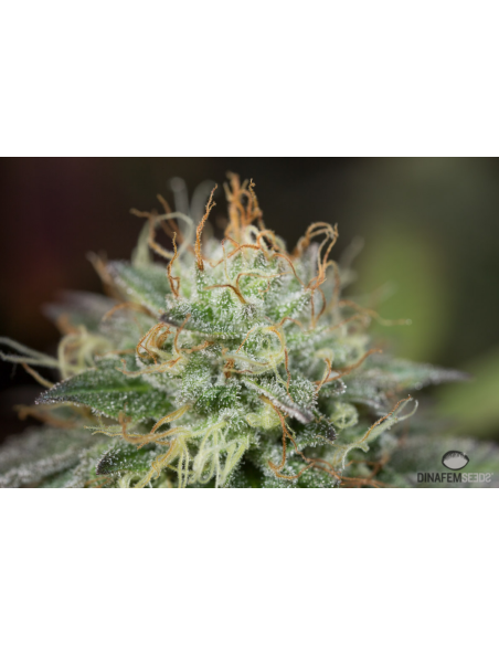 DINAFEM - Remo Chemo - 5