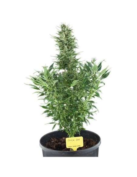 ROYAL QUEEN SEEDS - Quick One Automatic - 4