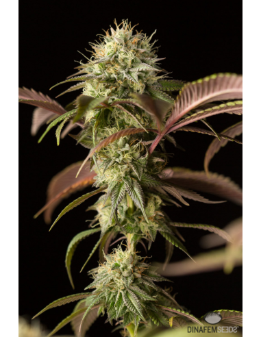 DINAFEM - Remo Chemo - 6