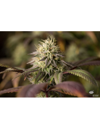 DINAFEM - Remo Chemo - 7