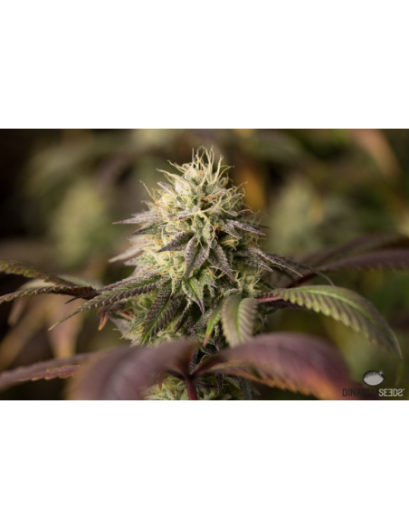 DINAFEM - Remo Chemo - 7