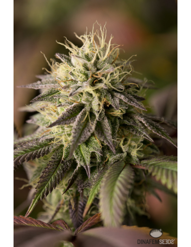 DINAFEM - Remo Chemo - 8