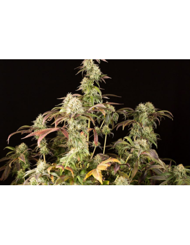 DINAFEM - Remo Chemo - 9