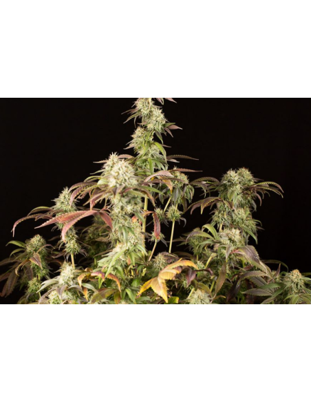 DINAFEM - Remo Chemo - 9