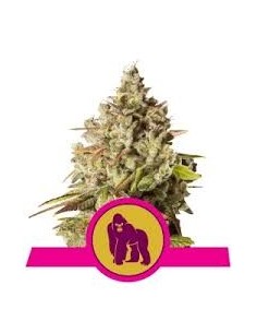 ROYAL QUEEN SEEDS - Royal Gorilla - 1