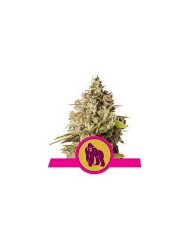 ROYAL QUEEN SEEDS - Royal Gorilla - 1