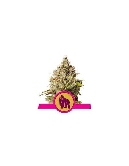 ROYAL QUEEN SEEDS - Royal Gorilla - 1