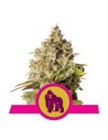 ROYAL QUEEN SEEDS - Royal Gorilla - 1