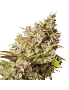 ROYAL QUEEN SEEDS - Royal Gorilla - 1 2