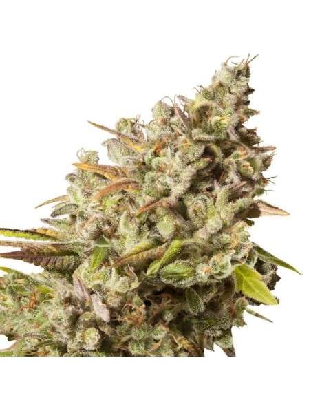 ROYAL QUEEN SEEDS - Royal Gorilla - 2