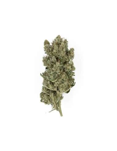 ROYAL QUEEN SEEDS - Royal Gorilla - 3
