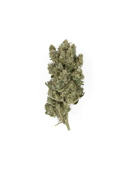 ROYAL QUEEN SEEDS - Royal Gorilla - 3