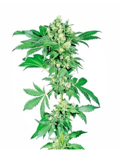 SENSI SEEDS - Afghani 1 - 1
