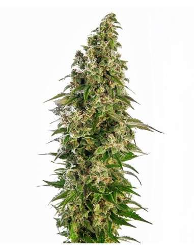 SENSI SEEDS - Afghani 1 Automatic - 1