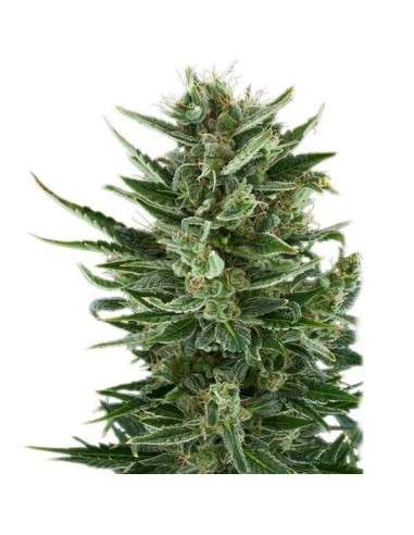 ROYAL QUEEN SEEDS - Quick One Automatic - 5