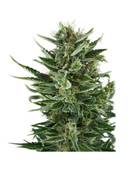 ROYAL QUEEN SEEDS - Quick One Automatic - 5