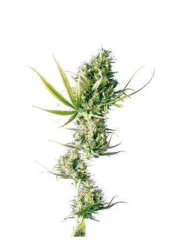 SENSI SEEDS - Durban - 1