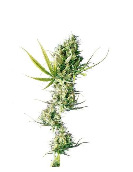 SENSI SEEDS - Durban - 1