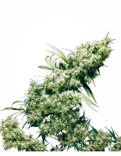SENSI SEEDS - Jamaican Pearl - 1