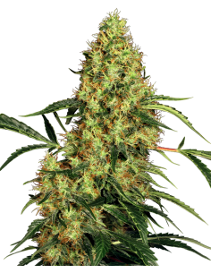 SENSI SEEDS - Mexican Sativa - 1