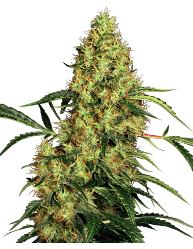 SENSI SEEDS - Mexican Sativa - 1