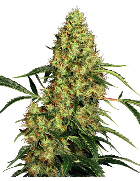 SENSI SEEDS - Mexican Sativa - 1