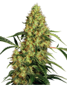 SENSI SEEDS - Mexican Sativa - 1