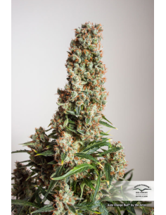 DUTCH PASSION - Auto Orange Bud - 4 2