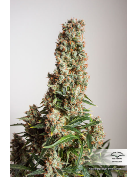 DUTCH PASSION - Auto Orange Bud - 1