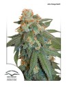 DUTCH PASSION - Auto Orange Bud - 4