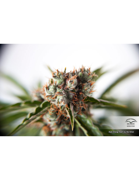 DUTCH PASSION - Auto Orange Bud - 5