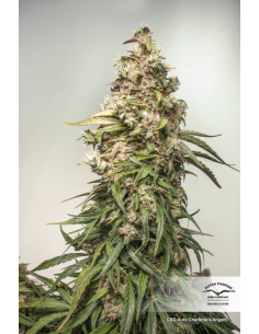 DUTCH PASSION - CBD Charlotte’s Angel - 3 2