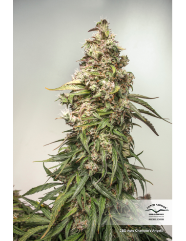 DUTCH PASSION - CBD Charlotte’s Angel - 1