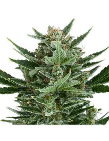 ROYAL QUEEN SEEDS - Quick One Automatic - 6