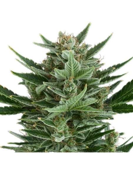 ROYAL QUEEN SEEDS - Quick One Automatic - 6
