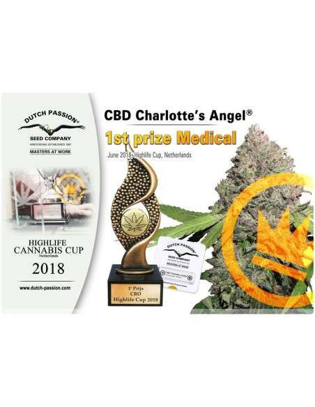 DUTCH PASSION - CBD Charlotte’s Angel - 2