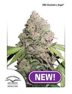 DUTCH PASSION - CBD Charlotte’s Angel - 3