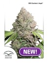 DUTCH PASSION - CBD Charlotte’s Angel - 3