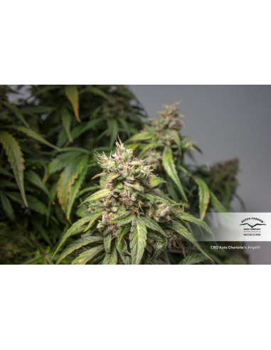 DUTCH PASSION - CBD Charlotte’s Angel - 4