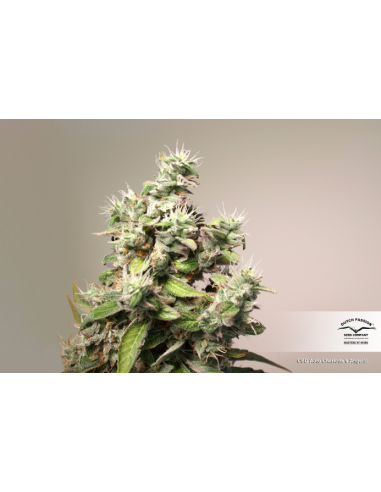 DUTCH PASSION - CBD Charlotte’s Angel - 5